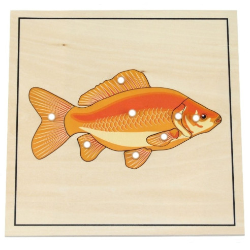 Puzzle du poisson avec squelette Montessori