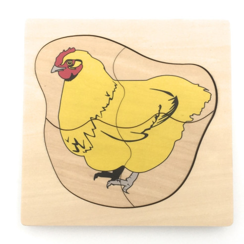 cycle de vie du poulet Montessori