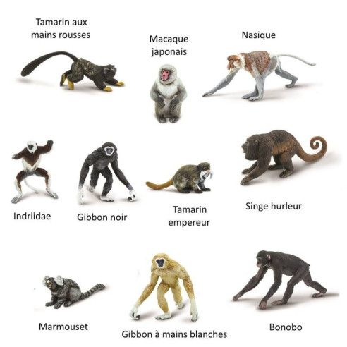 Tube - Primates