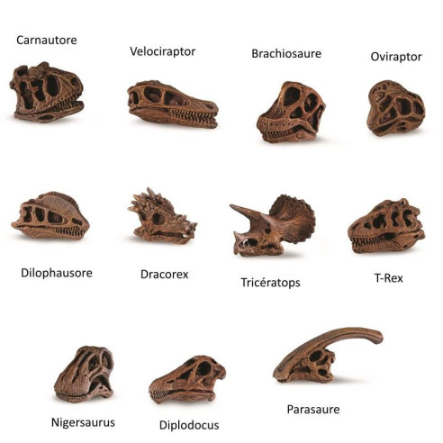 Tube - Crânes de dinosaures