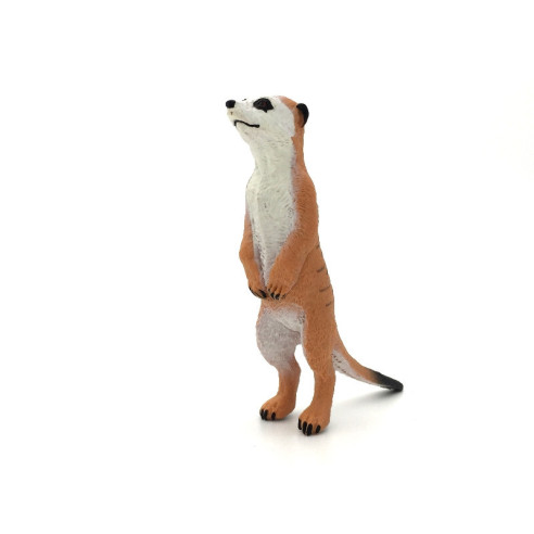 Suricate