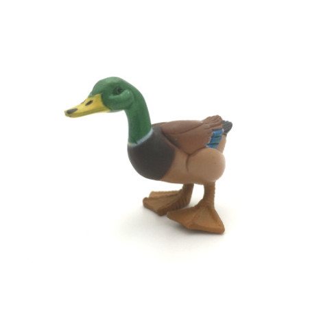 Canard Col Vert