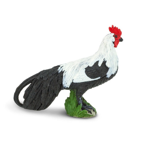 Coq