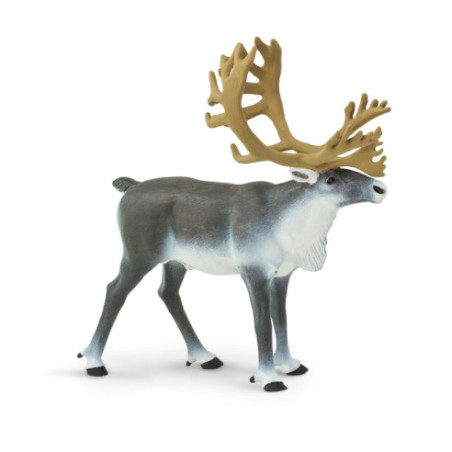 Caribou