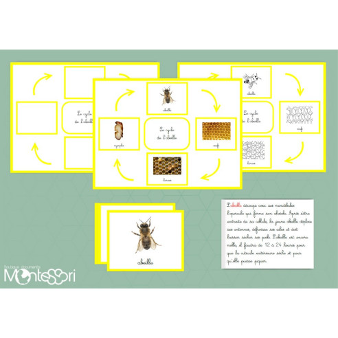 Boutique documents Montessori - Le cycle de l'abeille