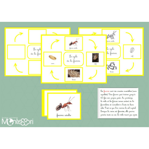 Boutique documents Montessori - Le cycle de la fourmi