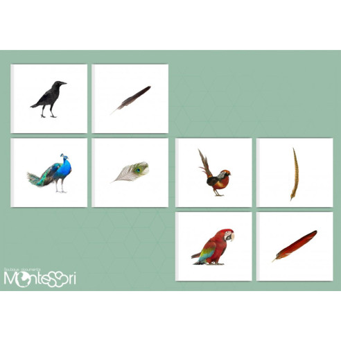 Boutique Documents Montessori - Zoologie - Cartes association oiseau & plume